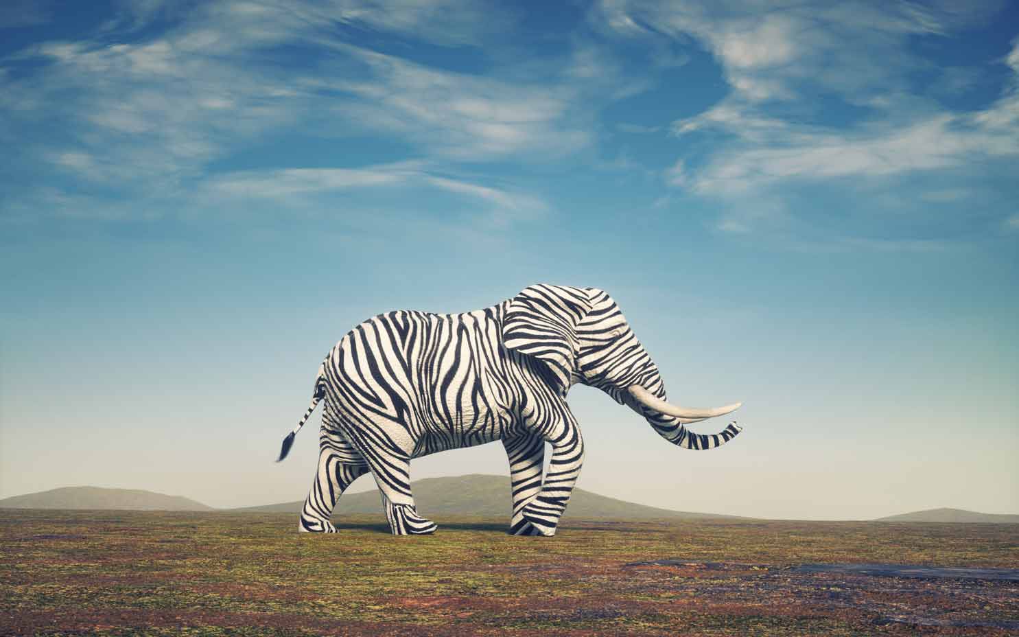 elephant with zebra stripes - strategy