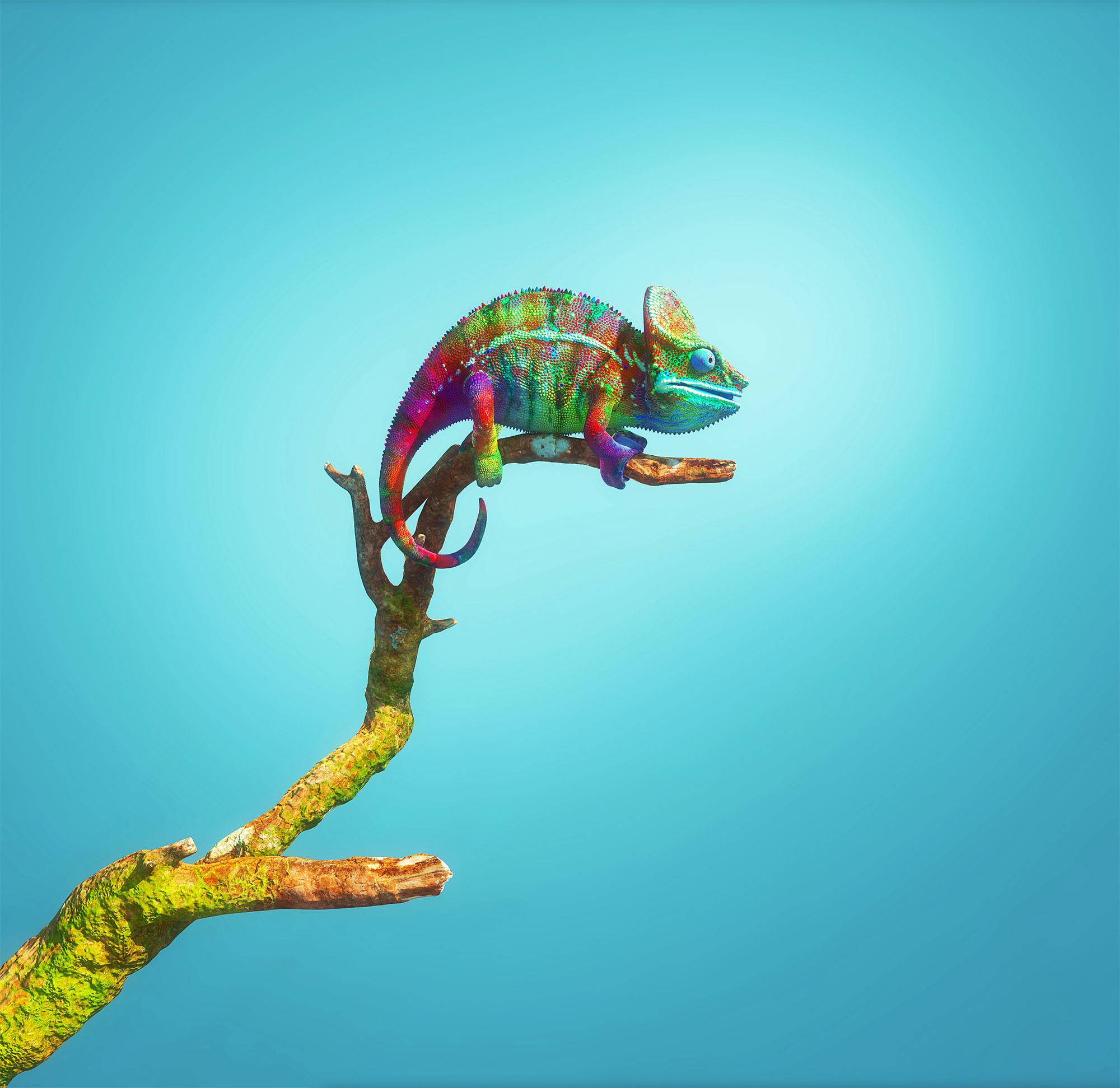 colourful chameleon on tree branch with blue background - Early careers